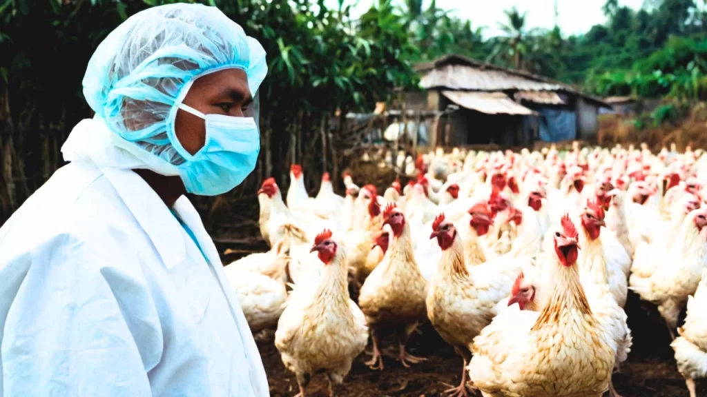 H5N1 avian influenza remains a pressing global health concern, with the potential to affect both bird populations and human health. The rapid spread and high mortality rate associated with this virus make it crucial to understand its risks, prevention strategies, and worldwide impact. This article delves into essential aspects of H5N1, offering insights into its transmission, symptoms, and global efforts to combat its spread.